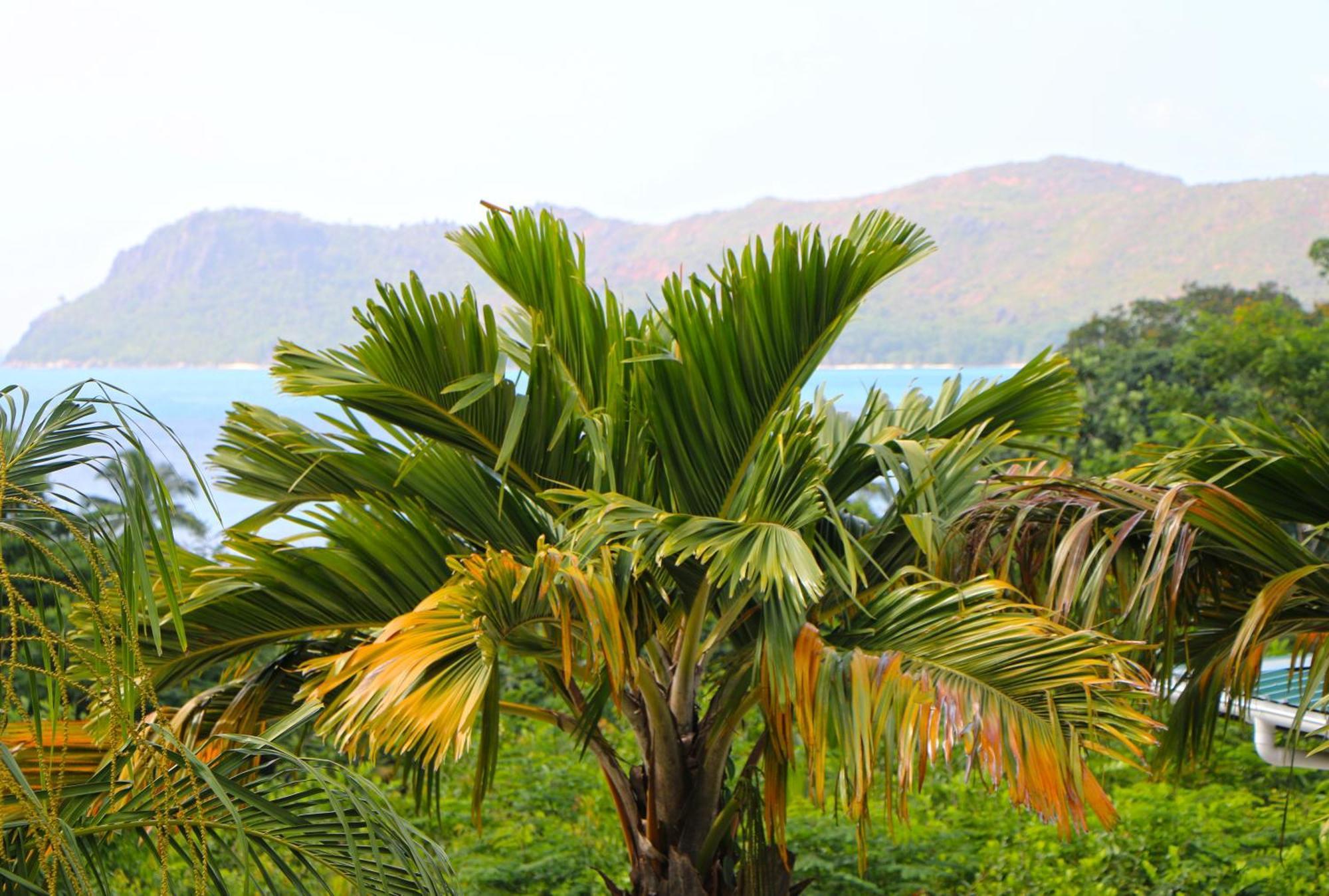 Ocean Blue Bay Apartment Anse Volbert Village  Bagian luar foto