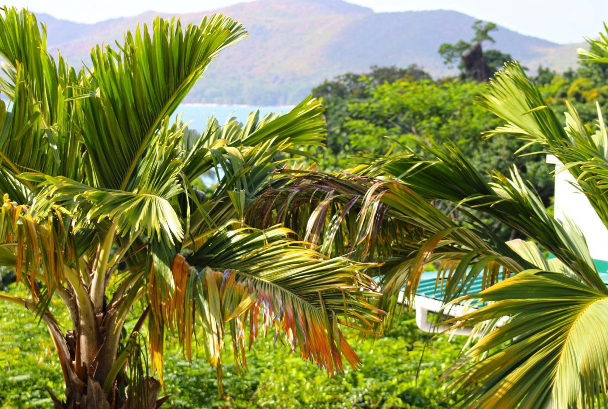 Ocean Blue Bay Apartment Anse Volbert Village  Bagian luar foto